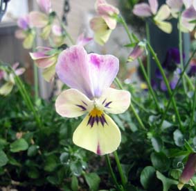 プティオラ　バニーイチゴミルク