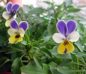 ３色の名無しビオラ