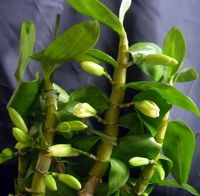 蕾開きかけ、Den.ファーストレディ’ウインク’07.3.13