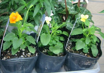 ビオラの苗