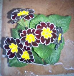 プリムラ・イブニングスター