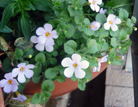 ステラ・コスモブルー（大輪バコパ）06.12.3