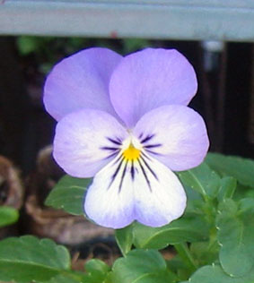 ビオラ（名無し）06.12.3