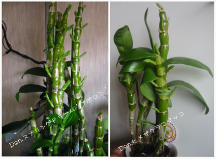 アポロン、フジッコ06.12.31