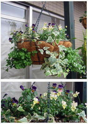 ハンギングその後ビオラ