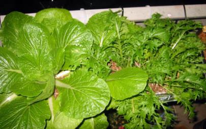 お鍋用野菜06.10.21