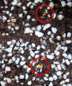 紅白はつか大根の発根　06.9.14