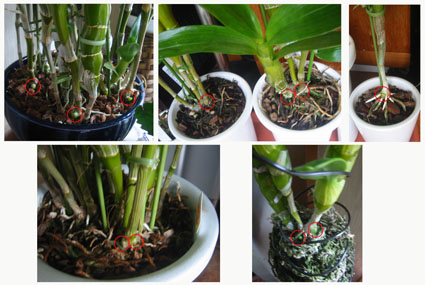 新芽いろいろ♪06.12.31