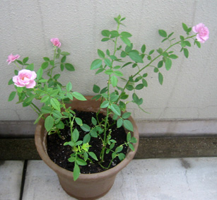 ミニバラ　アンドレア06.9.14