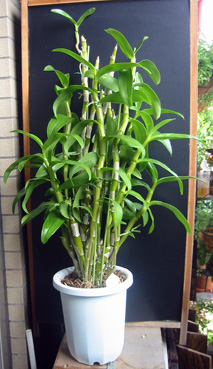 ワタボウシ　2006.9.11