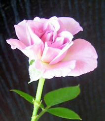 ミニバラ・アンドレア06.9.15