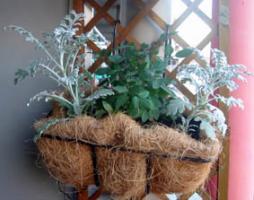 コルダナローズ06.12.11