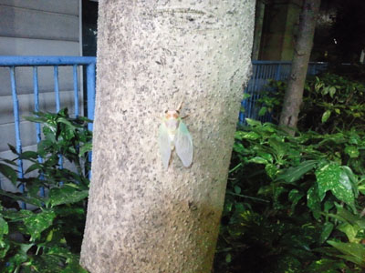 羽化中のアブラゼミ10_01