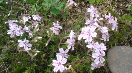 芝桜 薄ピンク.jpg