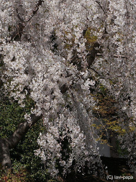 枝垂桜