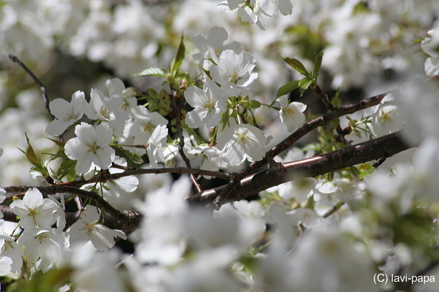 大島桜