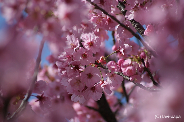 陽光桜