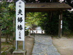 八重垣神社　夫婦椿