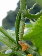 キュウリ_20060730_3