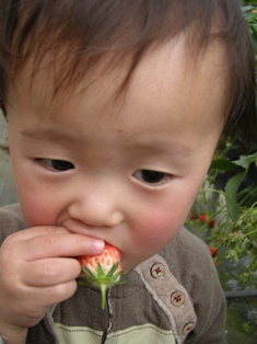 20100404いちご狩り２