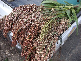 PICT0208.jpg