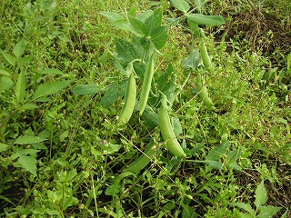 PICT0072.jpg