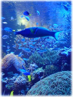 鳥羽水族館