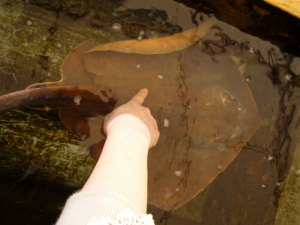 鳥羽水族館　エイ