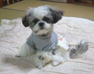 ジュン４ヶ月 012.jpg