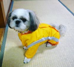 ジュン1才半チャピー4才 286.jpg