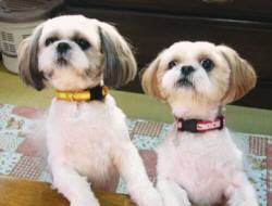 ジュン1才半チャピー4才 225.jpg