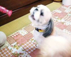 ジュン1才半チャピー4才 216.jpg