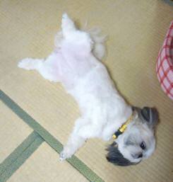 コローン 004.jpg