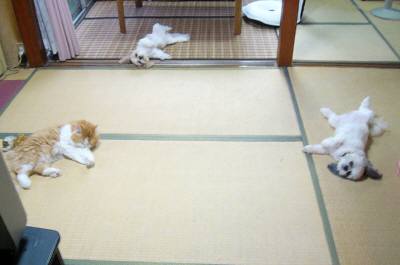 コローン 011.jpg