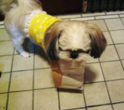 ジュン1才半チャピー4才 269.jpg