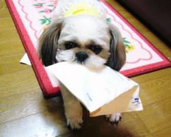 ジュン1才半チャピー4才 258.jpg