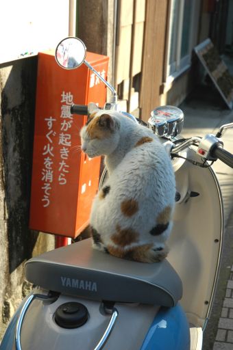 お気に入りなんだね