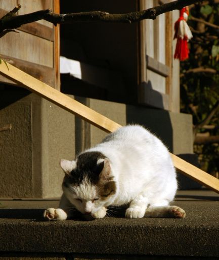 神社の猫たち・1