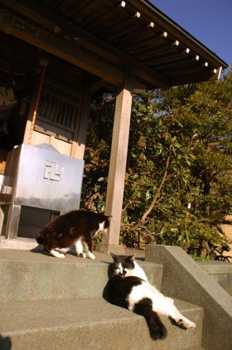 神社の猫たち・2