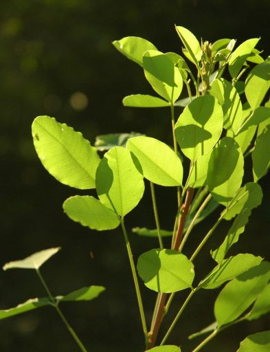 まあるいい葉っぱ