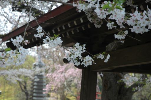 花でいっぱいの境内