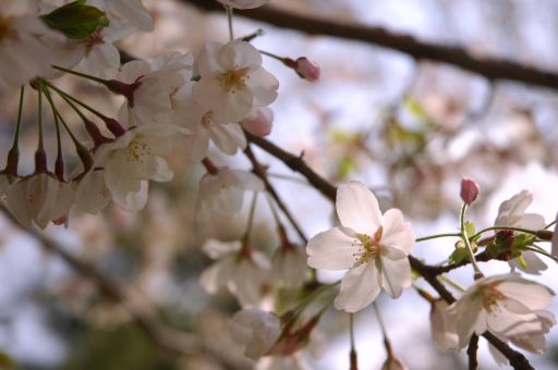 がんばりやの桜2