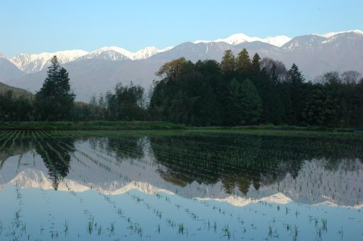 田植えの季節