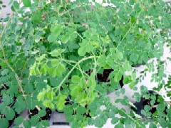 100426-2799-moringa