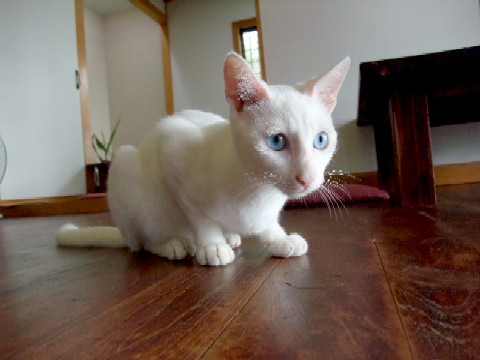 青い目の白い猫 ねこむらみるくのひとりごと 楽天ブログ