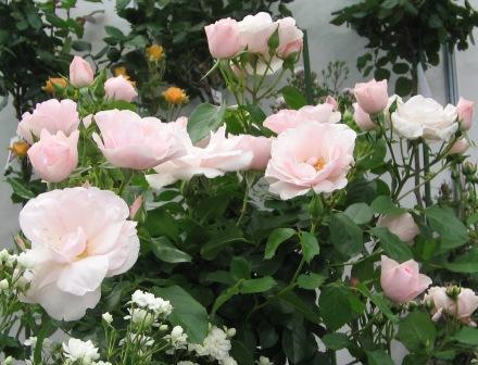 メニーハッピーリターン