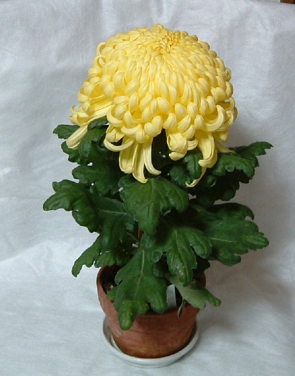 菊作り