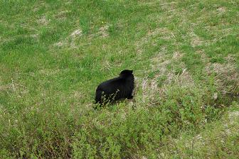 bear in Whistler