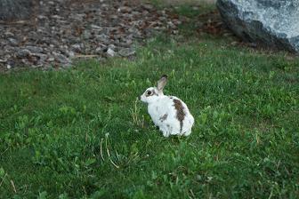 rabit in the Rocky Mountains