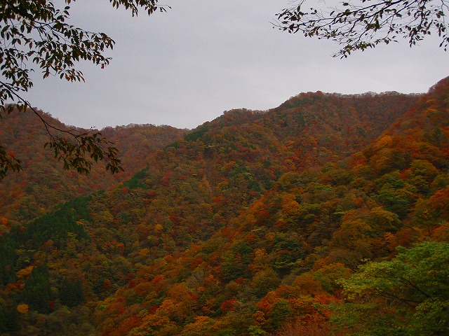 真っ赤になりつつある山.jpg